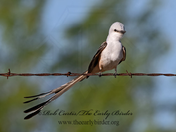 Tyrannus forficatus  SCISSOR-TAILED FLYCATCHER 3033988z