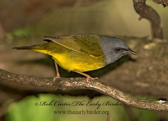 Geothlypis philadelphia  MOURNING WARBLER 9031009z