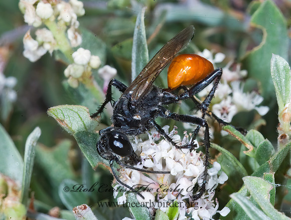 Prionyx parkeri or thomae 7009872z