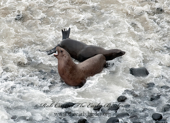Zalophus californianus  CALIFORNIA SEA LION 8019663z
