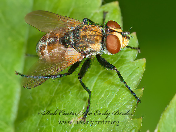 Gymnoclytia occidua  TACHINID FLY 8034658z