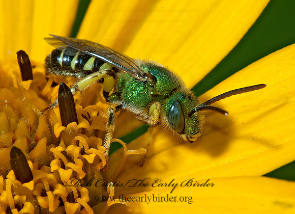 Agapostemon virescens  BICOLORED AGAPOSTEMON 5002134 z
