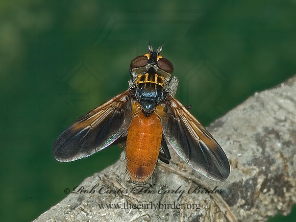 Trichopoda pennipes  FEATHER-LEGGED TACHINID 5014090z