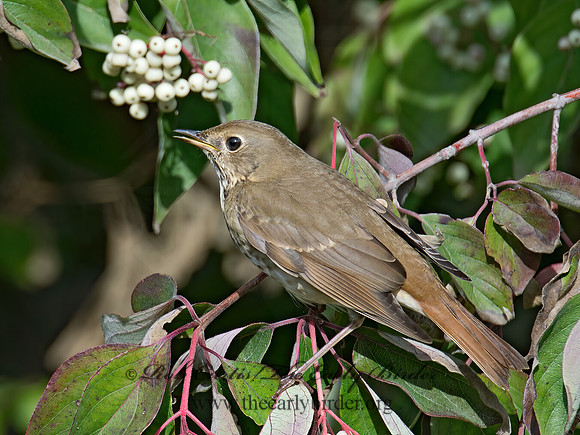 Catharus guttatus  HERMIT THRUSH 9015555z