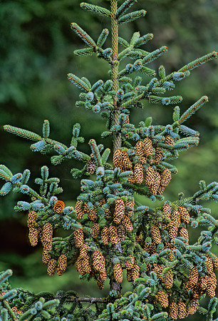 Picea glauca  WHITE SPRUCE 230218z