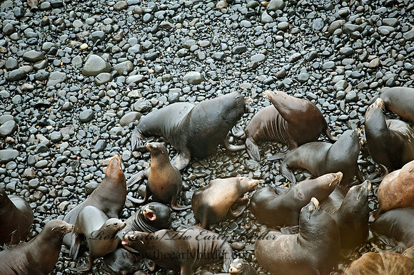 Zalophus californianus  CALIFORNIA SEA LION 8019706z
