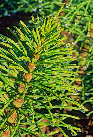 Equisetum arvense  COMMON HORSETAIL 149418z