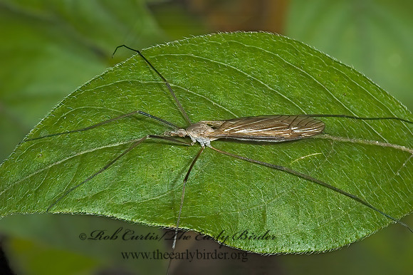Dicranomyia  LIMONIID CRANE FLY 5002699z