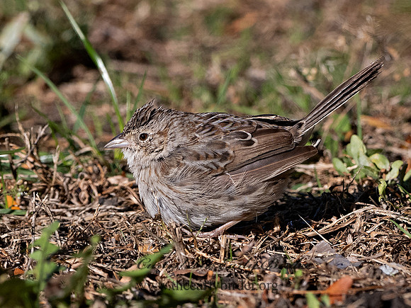 Peucaea cassinii  CASSIN'S SPARROW 3027609