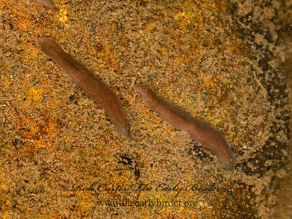 Girardia PLANARIAN FLATWORM 9077749z