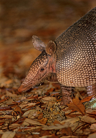 Dasypus novemcinctus  9-BANDED ARMADILLO 273427z