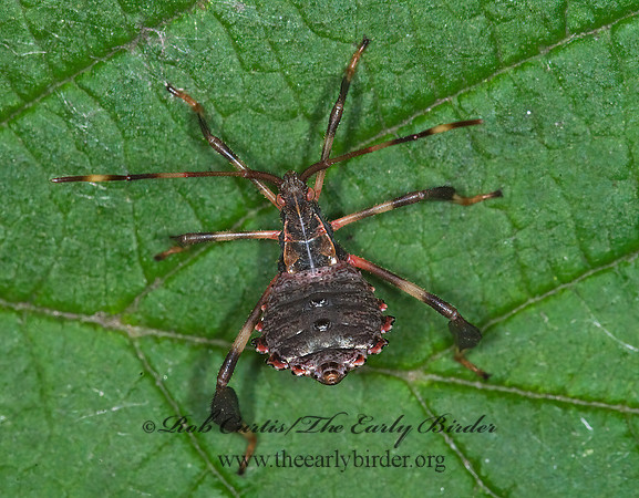 Acanthocephala terminalis 6010731 z
