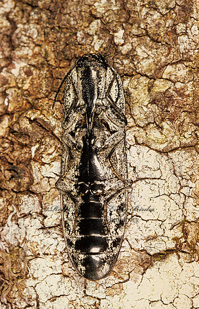 Alaus oculatus 261106z