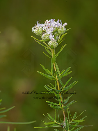 Pycnanthemum tenuifolium  MOUNTAIN MINT 9040456z
