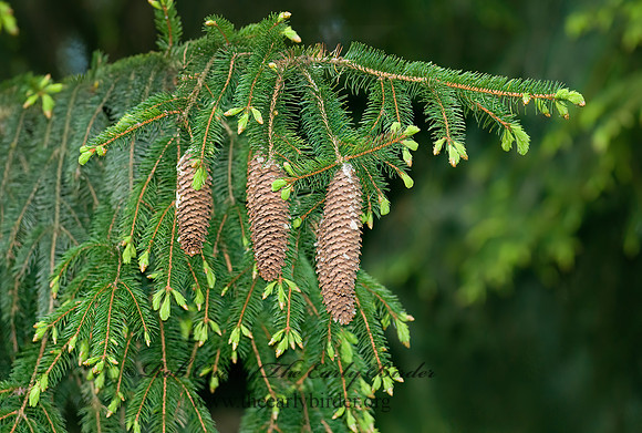 Picea abies = NORWAY SPRUCE 7016596z