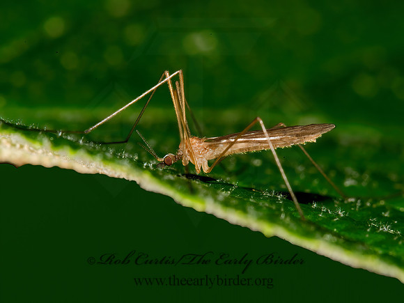 Dicranoptycha sp~  CRANE FLY 9031702z