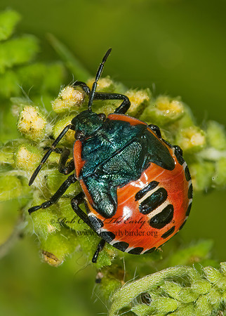Perillus  ASOPINAE STINGBUG 8008130z