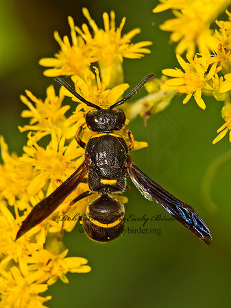 Euodynerus undescribed  EUMENINAE WASP 9040682z