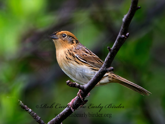 Ammospiza leconteii  LE CONTE'S SPARROW 9028980z