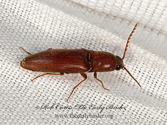 Mulsanteus  BROWN WIREWORM 3038926z