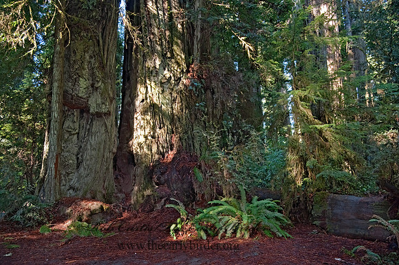 Jedediah Smith SP 8019887z