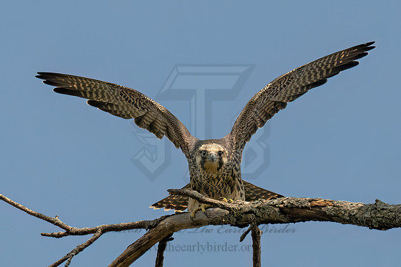 Falco peregrinus PEREGRINE FALCON 9090600z