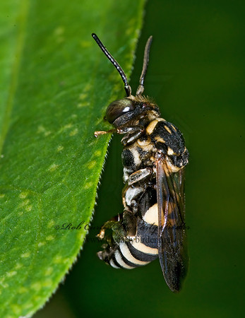 Triepeolus lunatus  CUCKOO BEE 6009098z