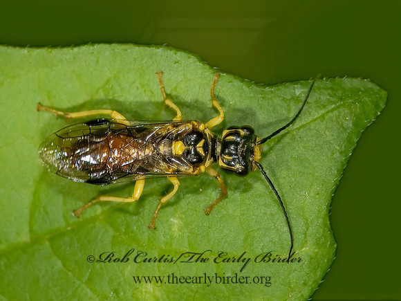 Pamphilius phyllisae 8014233z