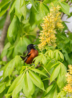 Icterus spurius ORCHARD ORIOLE 9044922z