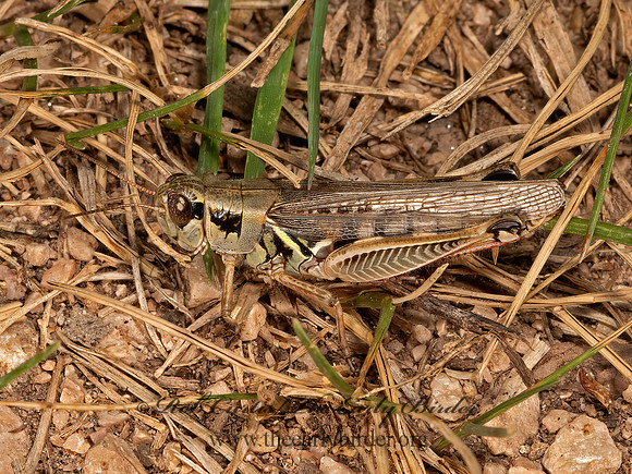 Melanoplus femurrubrum or sanguinies 3023714z