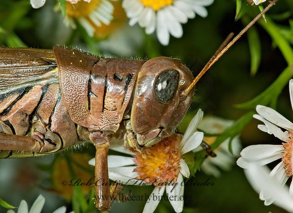 Melanoplus differentialis  DIFFERENTIAL GRASSHOPPER 5016022z