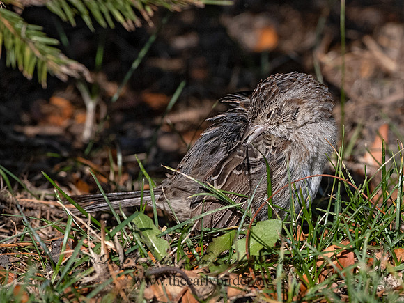 Peucaea cassinii  CASSIN'S SPARROW 3027631