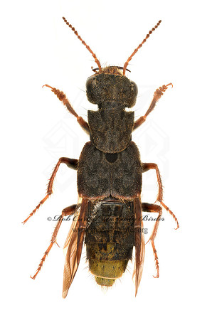 Ontholestes cingulatus 9020403z
