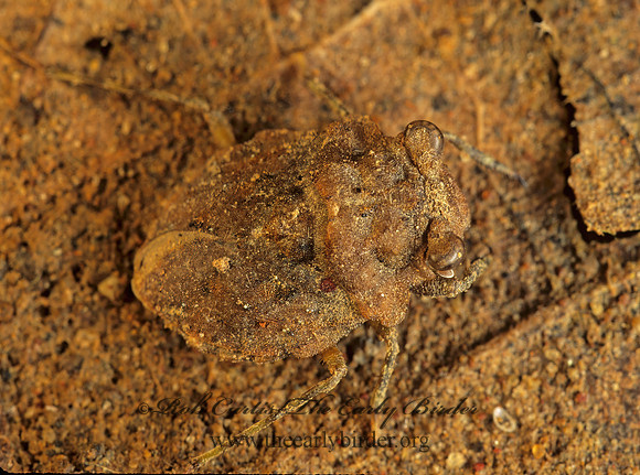 Gelastocoris oculatus 171325z