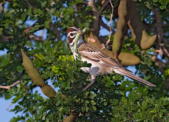 Chondestes grammacus  LARK SPARROW 7005859 z