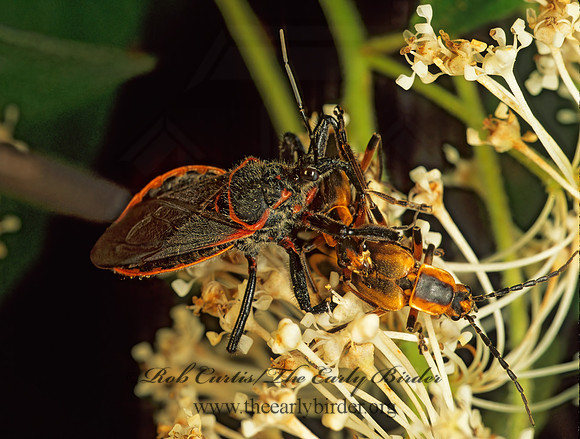 Apiomerus crassipes 173412z