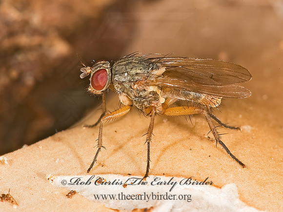 Piezura nearctica  FANNIID FLY 8006874z