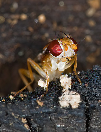 Clusiodes CLUSIID FLY 6004314z