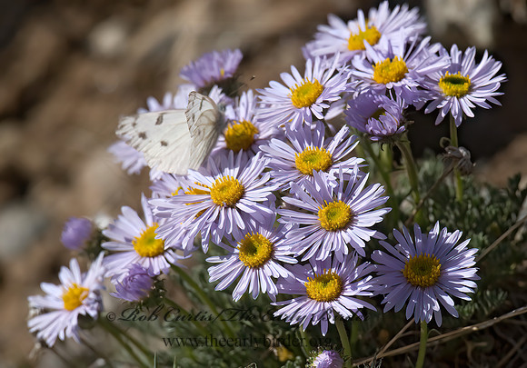 Erigeron compositus  DWARF MOUNTAIN FLEABANE 6027301z