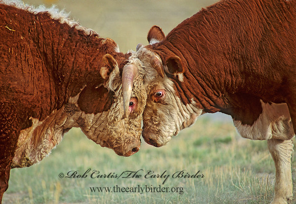 Bos taurus  BULL 104820z