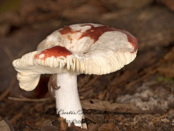 Russula sp  RUSSULACEAE MUSHROOM 9041781z