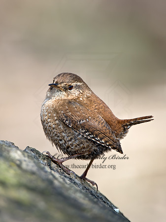 Troglodytes hiemalis  WINTER WREN 9028253z