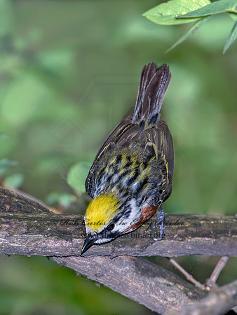 Setophaga pennsylvanica  CHESTNUT-SIDED WARBLER 6006246z