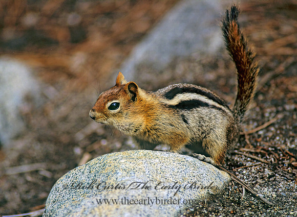 Callospermophilus lateralis  GOLDEN MANTLED SQUIRREL 112002z