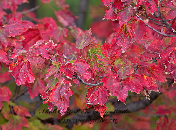 Acer rubrum  RED MAPLE 9005962z