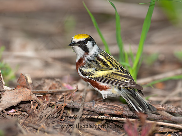 Setophaga pennsylvanica  CHESTNUT-SIDED WARBLER 8035659z
