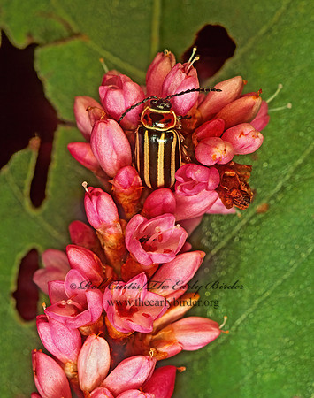 Disonycha pensylvanica or uniguttata 114828z