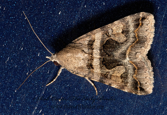 Bulia  MELIPOTINI OWLET MOTH 3033336z