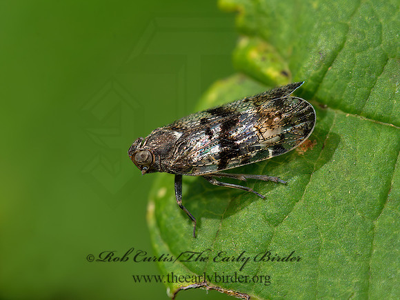 Cilidius quinquelineatus  CIXIID PLANTHOPPER 9047321z