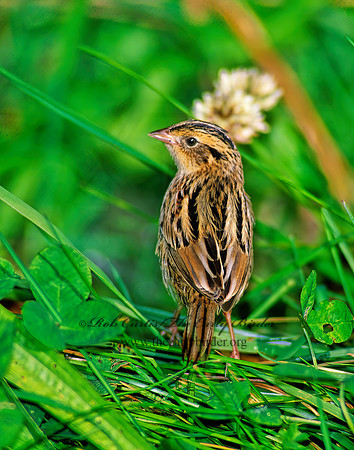 Ammospiza leconteii  LE CONTE'S SPARROW 97619z
